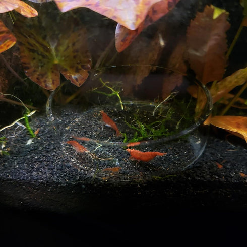 1PCS 60mm/65mm Aquarium Shrimp Feeding Dish, Glass Round Fish Feeder Bowl for Reptiles Water Food Clear Dishes Tray