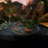 1PCS 60mm/65mm Aquarium Shrimp Feeding Dish, Glass Round Fish Feeder Bowl for Reptiles Water Food Clear Dishes Tray