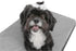 Pet Mattress for Small to Medium Dogs and Cats, 2-in-1 Cool Gel Infused with High Density Foam, Anti-Slip Bed, Ash Grey