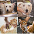 Dog Bathing Brush, Pet Massage Shampoo Dispenser, Soft Silicone Rubber Bristle for Dogs and Cats Grooming (Yellow)