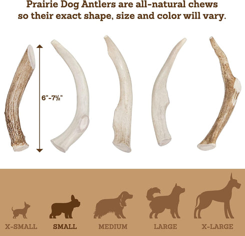 Prairie Dog Antlers, North American Whole Deer Antler, MEDIUM, Naturally Shed, 6-7.5 inches long