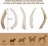 Prairie Dog Antlers, North American Whole Deer Antler, MEDIUM, Naturally Shed, 6-7.5 inches long