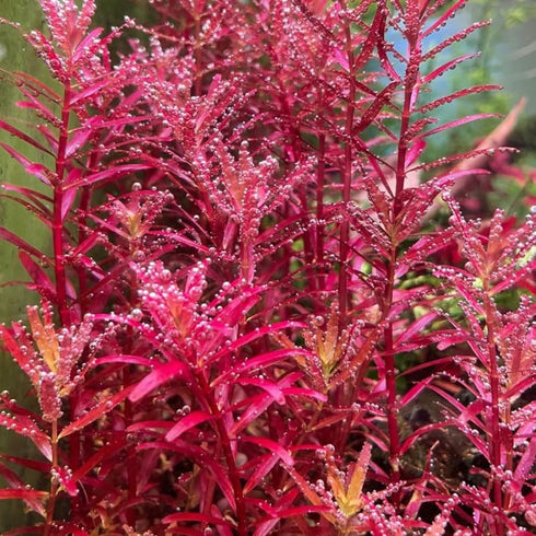 1 5 7 H'ra Red Rotala Rrotundifolia Aquarium Plants Live, Bundle Rotala Aquatic Plants, No Root, to Stems, Live