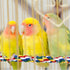 Bird Rope Perches for Parrots, Cockatiels, Parakeets, Budgie Cages, Comfy Colorful Rope Toy (41inch Metal Nut)