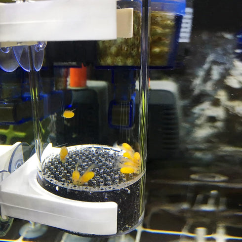 WEAVERBIRD 40mm Fish Hatchery Incubator, Aquarium Cichlids Fish Egg Tumbler for Breeding