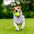 Xuniea 8 Pieces Sublimation Dog Bandanas, Solid White DIY Pet Triangle Scarf for Small to Large Dogs