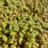 Plants(100+ 8 oz Red Root Floater Live Aquarium Leaves) Phyllanthus Fluitans, Cup