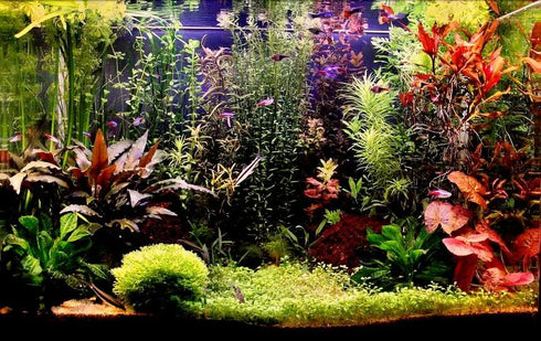 Aquatic Discounts 3 2 1 Different Types of Beginner/Super Easy Live Aquarium Plants - Bacopa + Anubias + Java Fern BU Y