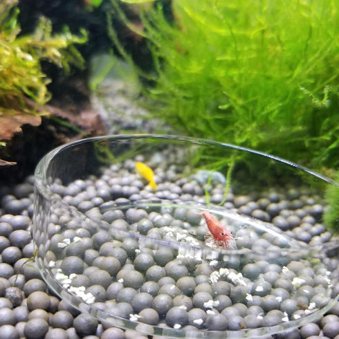 1PCS 60mm/65mm Aquarium Shrimp Feeding Dish, Glass Round Fish Feeder Bowl for Reptiles Water Food Clear Dishes Tray