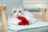 5'', Interactive Catnip Cat Plush Toy, Ocean Theme, for All Breed Size Cats (Lobster)