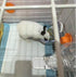 100 Hedgehog12.9"x17.7" Pcs Guinea Pig Pee Pads, Disposable Rabbit Cage Liners Bunny Potty Training Accessories
