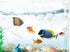 Clear Aquarium Fish Shrimp Feeding Dish Set, Includes Tube, Cleaning Brush, Measuring Spoon for Feeding Supplies