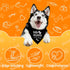 Baby Security in Training Dog Bandana Pet Scarf Pregnancy Announcement Dog Bandanas for Dogs Pet Accessories for Dogs