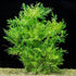 5-7 Water Wisteria Aquarium Live Plant Stems, Water Wisteria Live Aquatic Plants