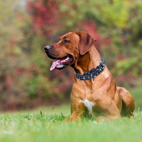 Martingale Collar for Dogs, Skull Dog Collar for Large Medium Small Dogs, Adjustable No Slip Collar for Girl or Boy