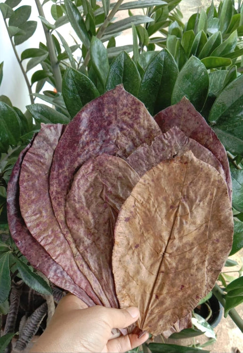 Generic immunity50 NG Goodtime Premium Indian Almond Leaves Medium Catappa for Betta Fish & Shrimps|Best Betta