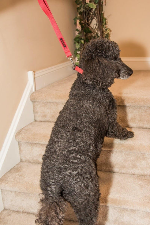 The Jenny Dog Leash for Blind, Elderly, Disabled Pets - Total Control for MED & Large Dogs