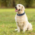 Martingale Collar for Dogs, Skull Dog Collar for Large Medium Small Dogs, Adjustable No Slip Collar for Girl or Boy