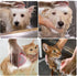 Pet Bath Brush, Soft Silicone Dog Bathing Brush with Shampoo Dispenser for Cats and Dogs (Pink)