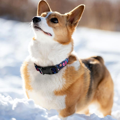 Martingale Collar for Dogs, Adjustable Soft Nylon with Cute Patterns for Small Medium Large Dogs