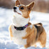 Martingale Collar for Dogs, Adjustable Soft Nylon with Cute Patterns for Small Medium Large Dogs