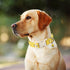 ARING PET Bees Dog Collar, Cute Adjustable Yellow Bees Print Pet Collars for Small Medium Large Dogs