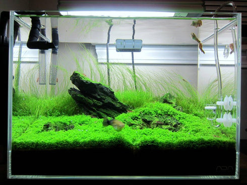 2 1 Micranthemum Monte Carlo Easy Live Aquarium Plant Buy Get
