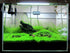 2 1 Micranthemum Monte Carlo Easy Live Aquarium Plant Buy Get