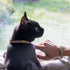 Pettsie Breakaway Cat Collar & Matching Friendship Bracelet, Soft Cotton Adjustable 7.5"-11.5", Yellow