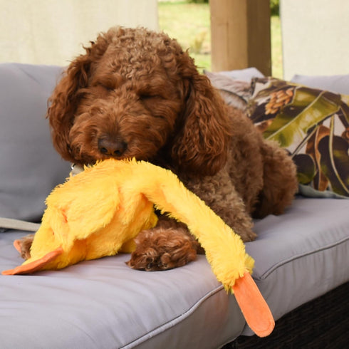 Recommended 21 INCH FGA MARKETPLACE Duck Flat NO Stuffing NO Squeak Plush Dog Toy, Funny Style Will Entertain Your Pet