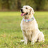 Martingale Collar for Dogs with Green Flowers Patterns, Adjustable Premium No Slip Collar for Training