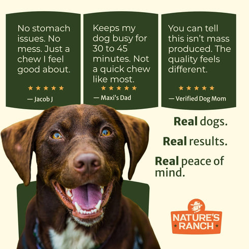 56 Inch (10 Pack), Nature's Ranch Bully Sticks for Dogs Low Odor Long Lasting Dog Chews, Rawhide Free Natural Chew