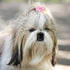 100 Pieces Dog Bows, Cute Dog Puppy Hair Bows, Multicolor Girl Dog Accessories, Small Dog Hair Bows with Strong Rubber