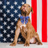 Maca Bates American Flag 4th of July Dog Collar, Adjustable Bow Tie for Small Medium Large XL Dogs, Patriotic Gift