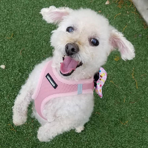 Best Pet Supplies Voyager Step-In Air Dog Harness - Reflective, No Pull Harness for Small, Medium Dogs, Cats - Pink, XXS