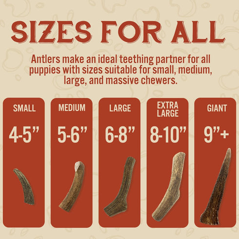 Heartland Deer Antlers for Dogs, Grade A Naturally Shed Antlers, Chew Toy for Aggressive Chewers & Teething Puppies
