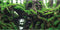 AWERT 48x18 inches Tree Branches Fish Tank Background, Green Algae Aquarium Background, River Bed & Lake