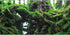 AWERT 48x24 inches Tree Branches Fish Tank Background - Green Algae River Bed & Lake Aquarium