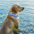 Elegant little tail Dog Collar with Bow, Blue Plaid Boy Dog Collar, Adjustable for Small Puppies and Dogs