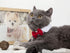 Selected Adjustable Dog Bow Tie - Puppy Pet Costume Collar, Formal Bowtie for Dogs & Cats, Red