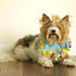 Midlee Blue Birthday Pom Pom Dog Collar (Small)