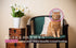 Cat Cone Collar, Recovery Elizabethan E-Collar for Kitten Puppy Dog, Clear Soft Neck, Not Block Vision, M in Rose