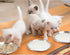 Stainless Steel Cat Dishes for Food and Water - 2 Sets Shallow Style for Kittens and Baby Cats, Relief of Whisker