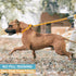 BAAPET 6 Feet Slip Lead Dog Leash, Anti-Choking with Durable Rope Cover and Padded Handle for Dogs - Orange