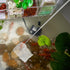 2pcs Skimming Extendable Shrimp Fishing Net with Black Mesh Telescopic Fish Tank Net for Aquarium and Betta Fish