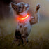 Light Up Rechargeable LED Dog Collar, Reflective Puppy Collar Lights for Small Breeds Dogs or Cats (Orange, XS