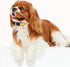 Cotton Handmade Dog Collar for Small Medium Large Dogs, Yellow Daisy with Pendant Cute Dog Collars, Ideal for Girl Dogs