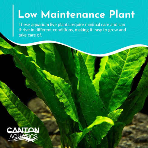Live Plants for Fish Tank - Java Fern Mat with Coconut Coir, Microsorum Pteropus - Ideal Live Plants for Beta Fish Tank