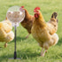 moyardow Parrots(2 Pack) Peck Toy, Chicken Slow Feeder Ball & Enrichment Toys, Chicken Coop Toys for Hens Poultry Birds