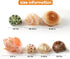 7 2-3.5". 0.5"-2" PPCLION PCS Large Medium Small Natural Hermit Crab Shells Turbo Sea Conch Shell for Dcor, Size: